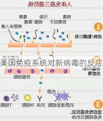 美国免疫系统对新病毒的反应