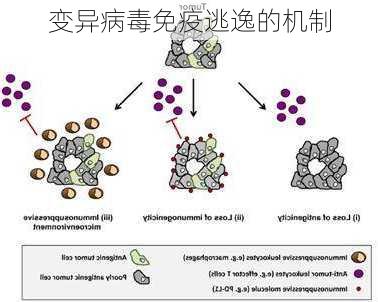 变异病毒免疫逃逸的机制