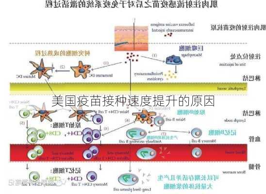 美国疫苗接种速度提升的原因