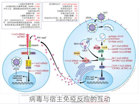 病毒与宿主免疫反应的互动