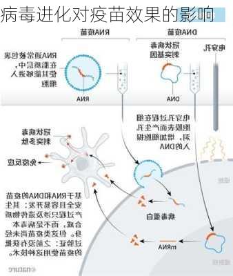 病毒进化对疫苗效果的影响