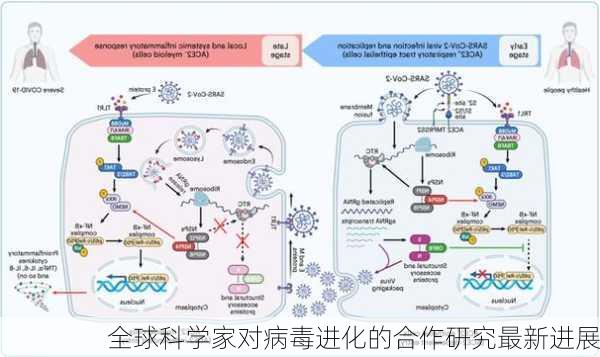 全球科学家对病毒进化的合作研究最新进展