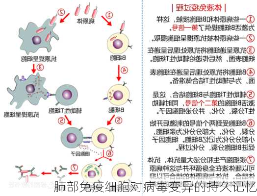 肺部免疫细胞对病毒变异的持久记忆