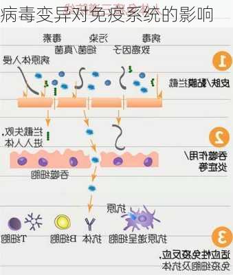 病毒变异对免疫系统的影响