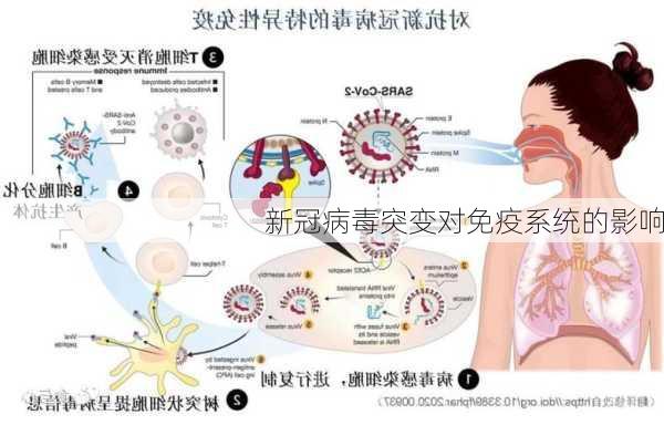 新冠病毒突变对免疫系统的影响