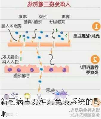 新冠病毒变种对免疫系统的影响