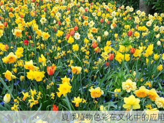 夏季植物色彩在文化中的应用