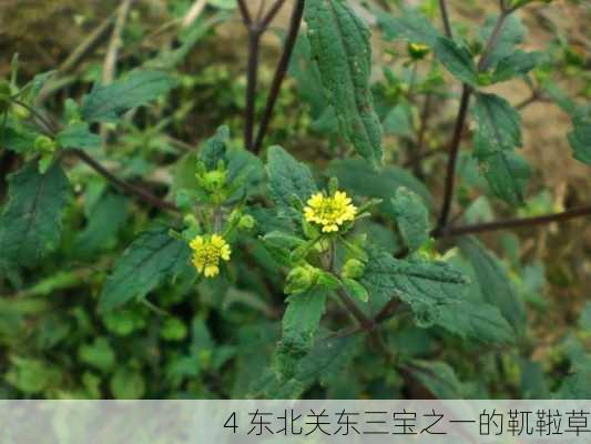 4 东北关东三宝之一的靰鞡草