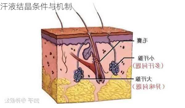 汗液结晶条件与机制