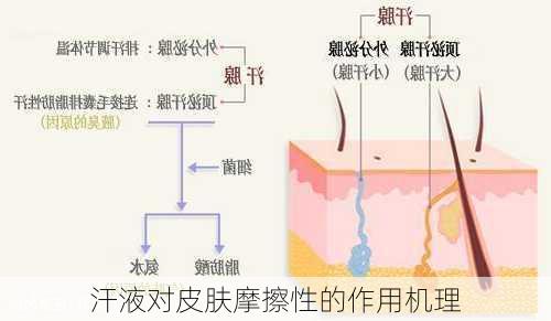 汗液对皮肤摩擦性的作用机理