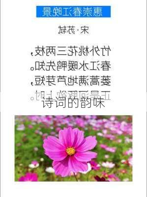 诗词的韵味