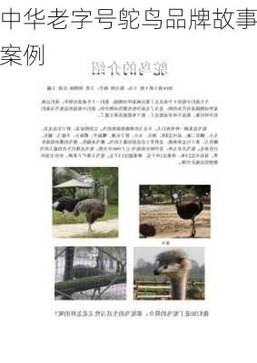 中华老字号鸵鸟品牌故事案例