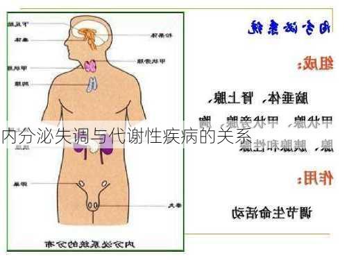 内分泌失调与代谢性疾病的关系