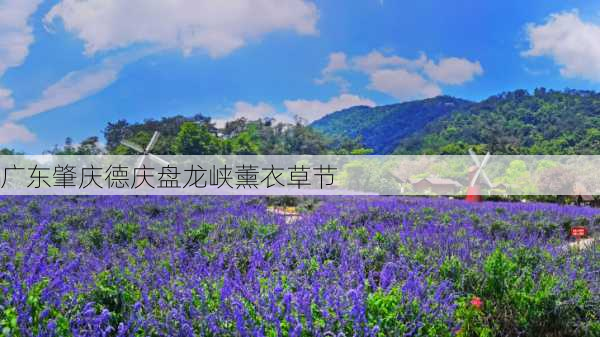 广东肇庆德庆盘龙峡薰衣草节