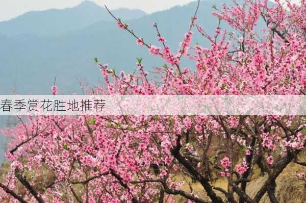 春季赏花胜地推荐