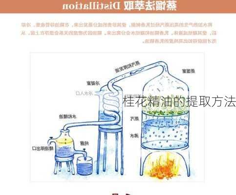 桂花精油的提取方法