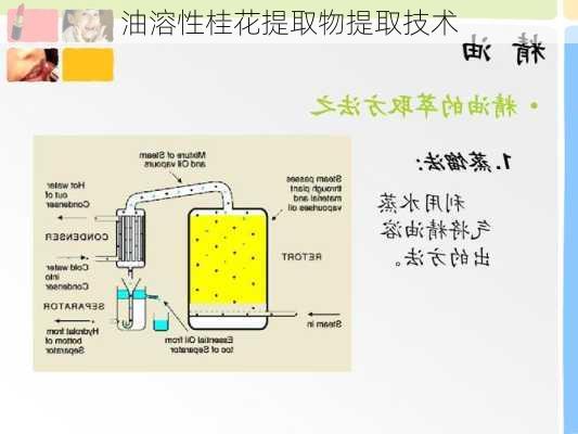 油溶性桂花提取物提取技术