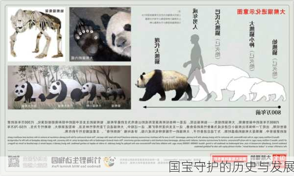国宝守护的历史与发展