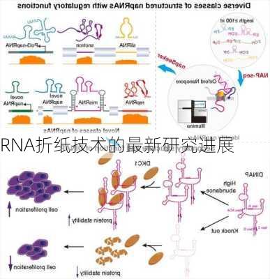 RNA折纸技术的最新研究进展