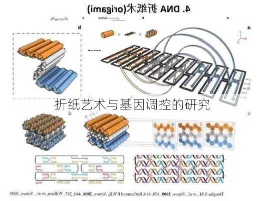 折纸艺术与基因调控的研究