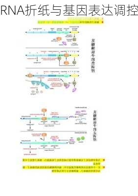 RNA折纸与基因表达调控