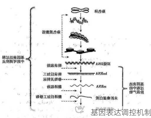 基因表达调控机制