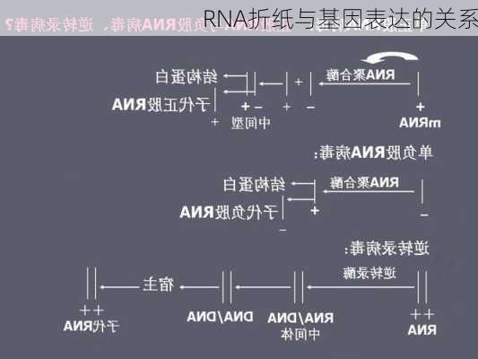 RNA折纸与基因表达的关系