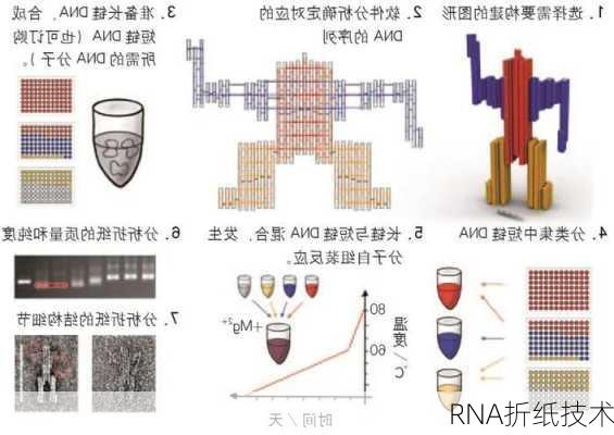 RNA折纸技术