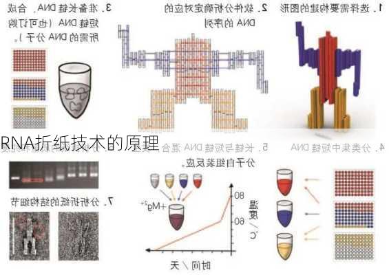 RNA折纸技术的原理