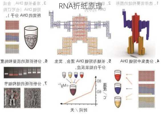 RNA折纸原理