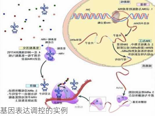 基因表达调控的实例