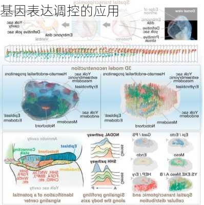 基因表达调控的应用