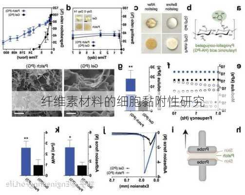 纤维素材料的细胞黏附性研究