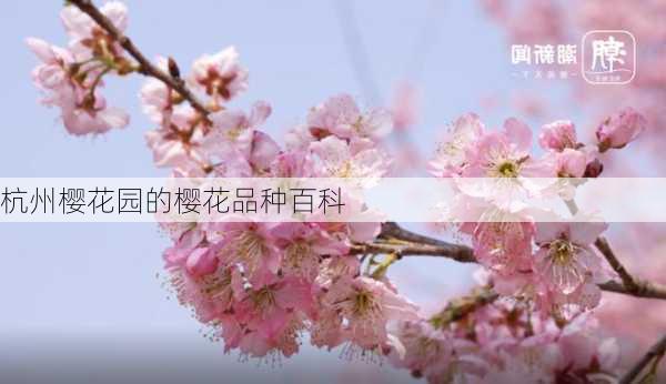 杭州樱花园的樱花品种百科