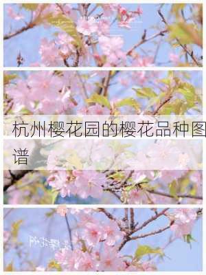 杭州樱花园的樱花品种图谱