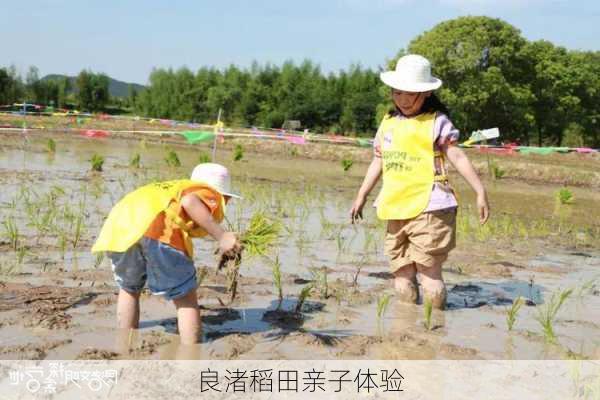 良渚稻田亲子体验