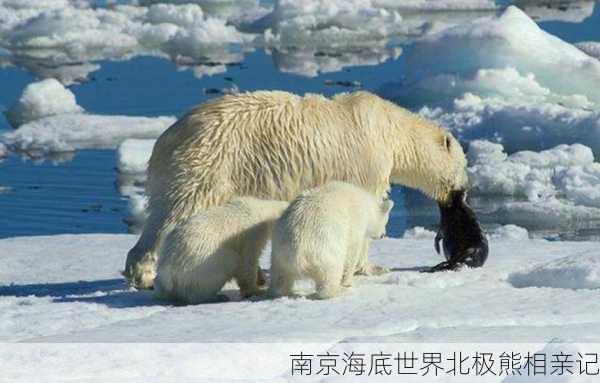 南京海底世界北极熊相亲记