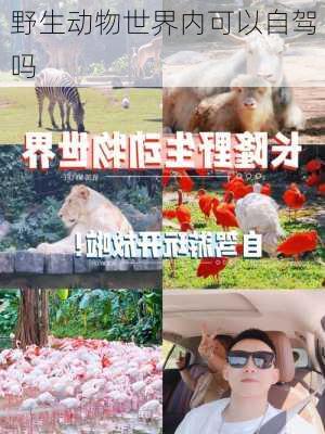 野生动物世界内可以自驾吗