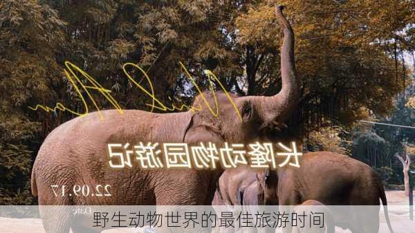 野生动物世界的最佳旅游时间