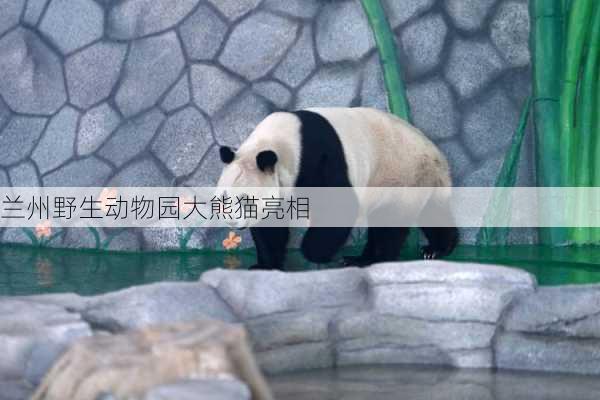 兰州野生动物园大熊猫亮相