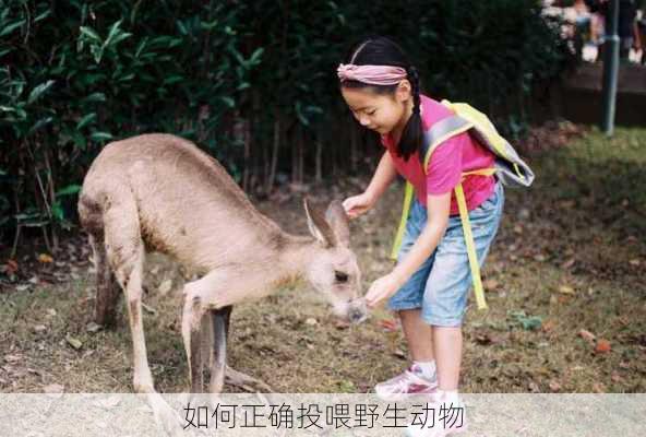 如何正确投喂野生动物