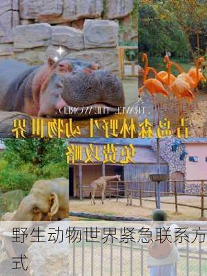野生动物世界紧急联系方式