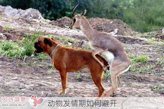 动物发情期如何避开