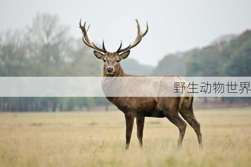 野生动物世界