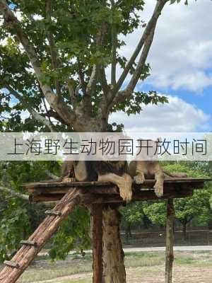 上海野生动物园开放时间