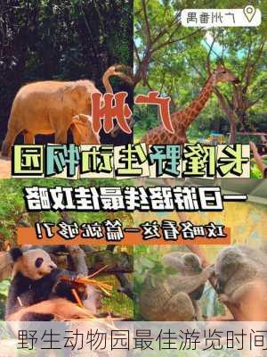 野生动物园最佳游览时间