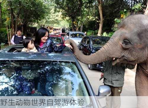 野生动物世界自驾游体验