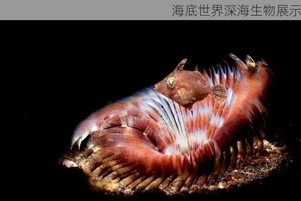 海底世界深海生物展示