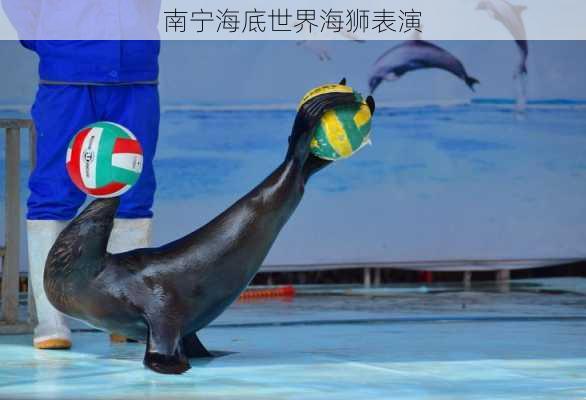 南宁海底世界海狮表演