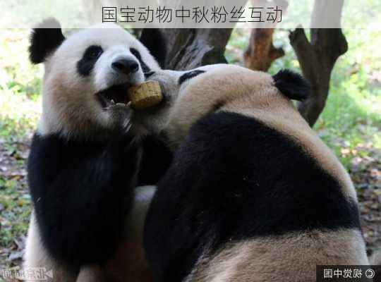 国宝动物中秋粉丝互动